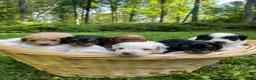 Cavapoo dogs for sale: Vienna - Ad 11