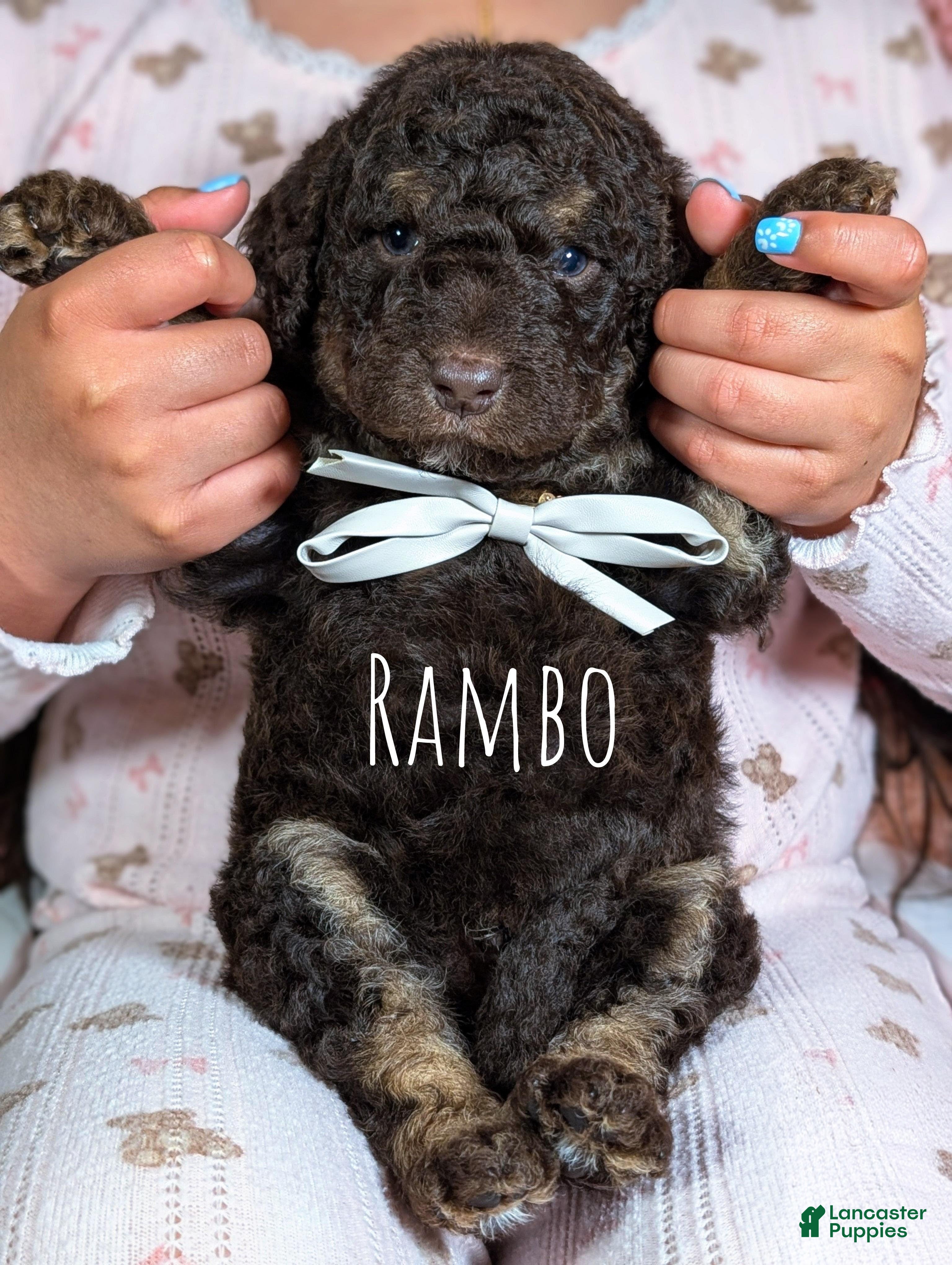 Mixed Breed dogs RAMBO  - Ad 1