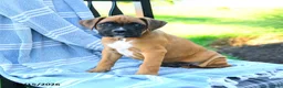 Boxer dogs for sale: Oliver - Ad 4