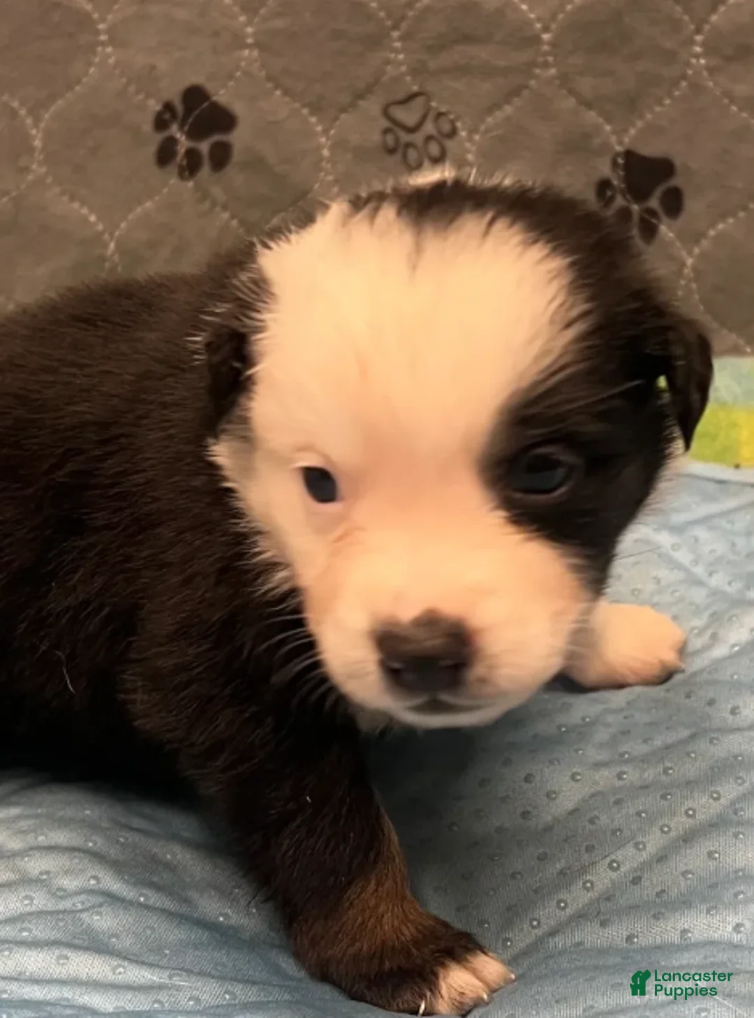 Australian Shepherd dogs for sale: Miranda - Ad 2