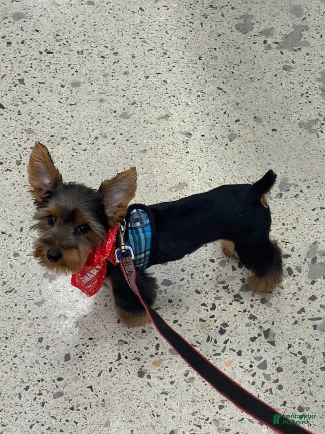 Yorkshire Terrier dogs for sale: Yorkshire Terrier 1 - Ad 2