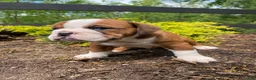 English Bulldog dogs for sale: Beauty - Ad 12