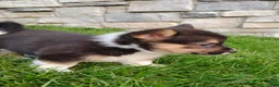 Welsh Corgi Pembroke dogs for sale: Welsh Corgi Pembroke 4 - Ad 4