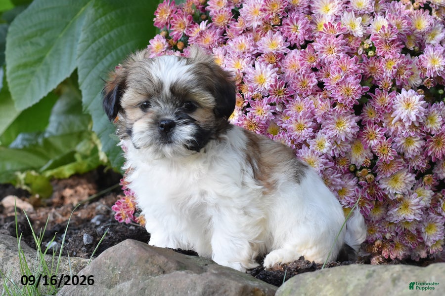 Shih Tzu dogs Bronx - Ad 2