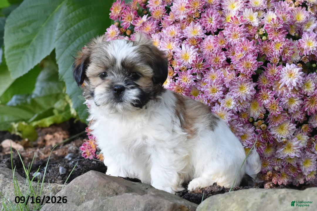 Shih Tzu dogs for sale: Bronx - Ad 2