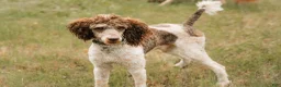 Aussiedoodle dogs for sale: Sunny - Ad 7