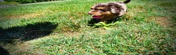 Havapoo dogs for sale: Ironman - Ad 11