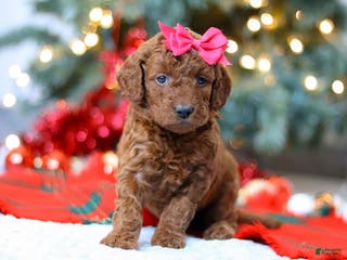Mini Goldendoodle dogs Gina – Female (F7926) - Ad 35