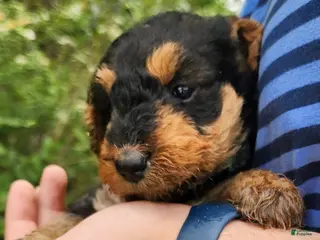 Airedale Terrier dogs for sale: Enchanted Airedales - Turquoise Girl - Ad 1