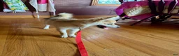 Pomsky dogs for sale: Reese - Ad 3