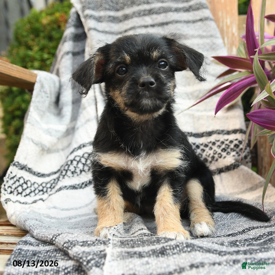 Mixed Breed dogs Explorer - Ad 1