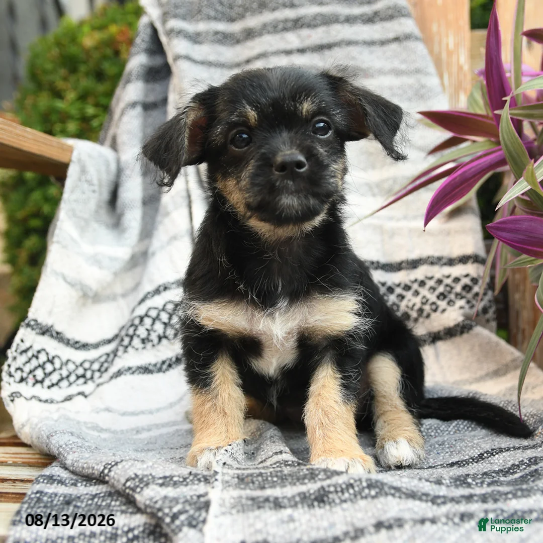 Mixed Breed dogs for sale: Explorer - Ad 1