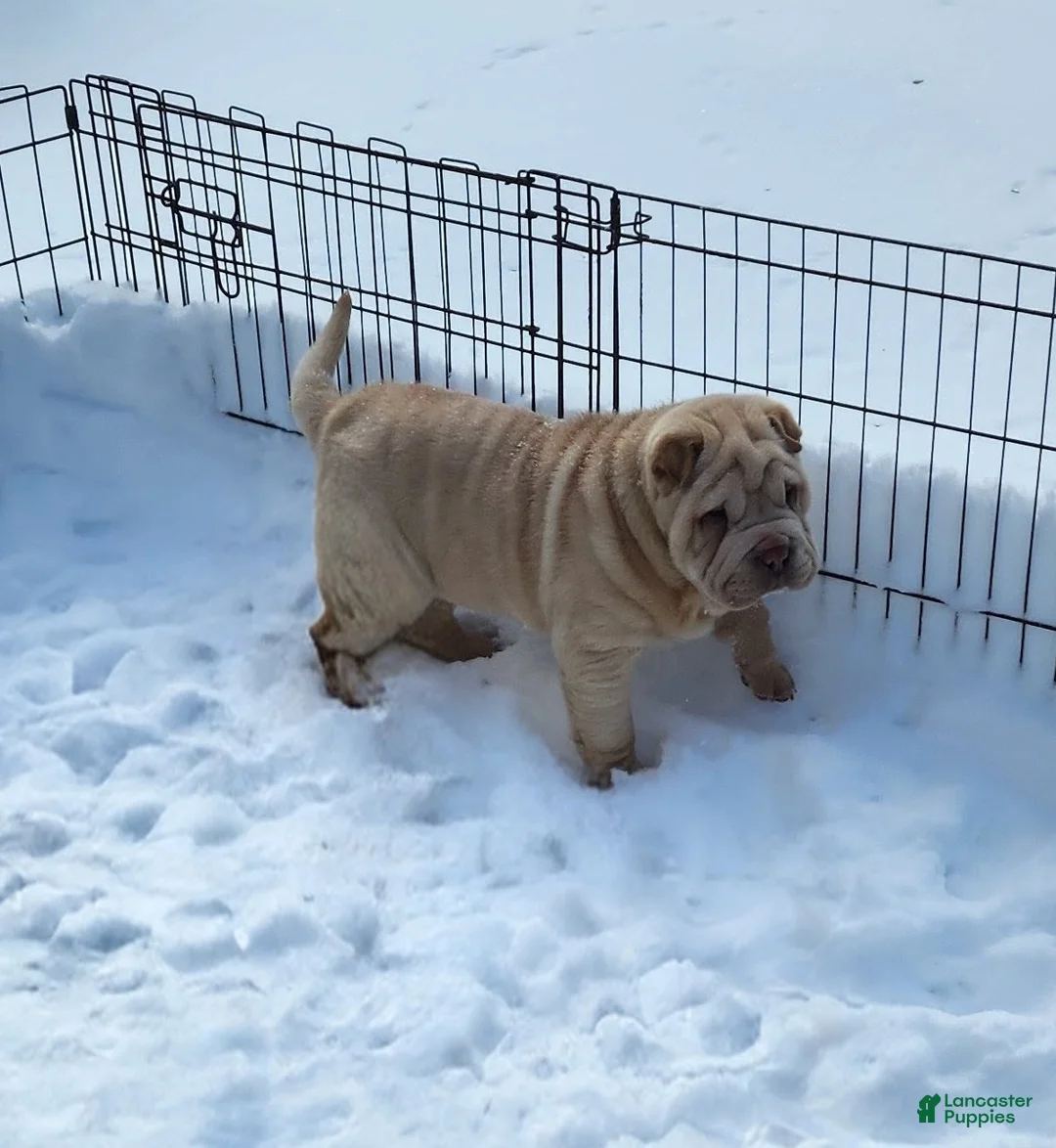 Shar Pei dogs for sale: Flurries mini  - Ad 8
