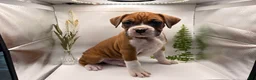 Boxer dogs for sale: Champ  - Ad 6