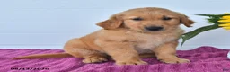 Golden Retriever dogs for sale: Carmel - Ad 4