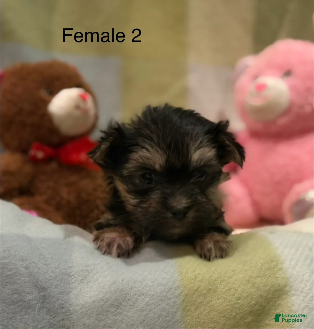 Morkie dogs for sale: Morkie Mia - Ad 2