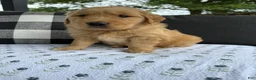 Golden Retriever dogs for sale: Motley - Ad 11