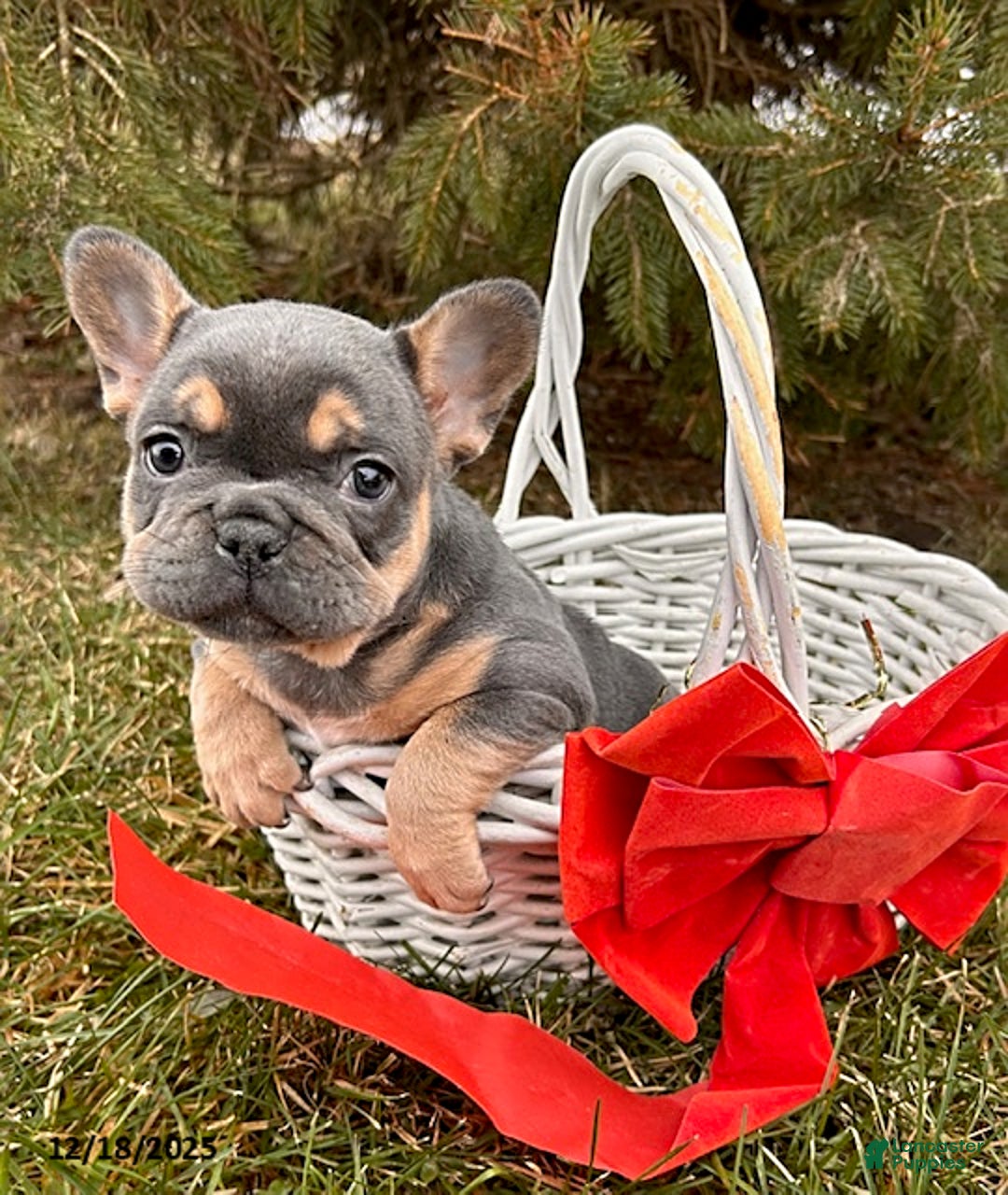 French Bulldog dogs for sale: Rivers - Ad 1