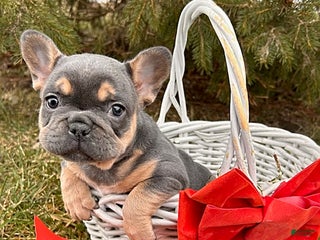 French Bulldog dogs Rivers - Ad 27