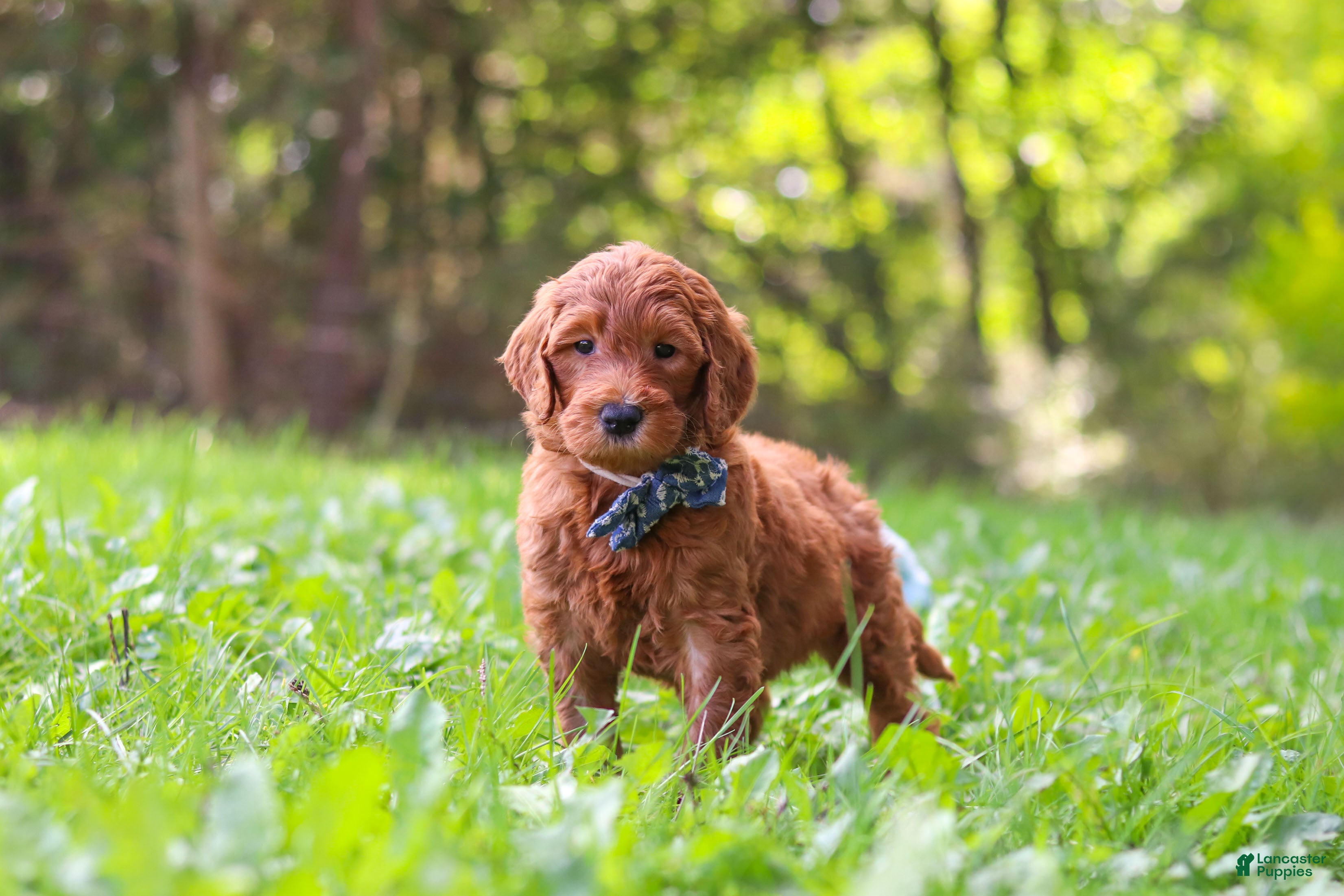 Archie
