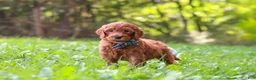 Goldendoodle dogs for sale: Archie - Ad 1