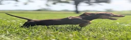 Miniature Dachshund dogs for sale: Comet - Ad 8