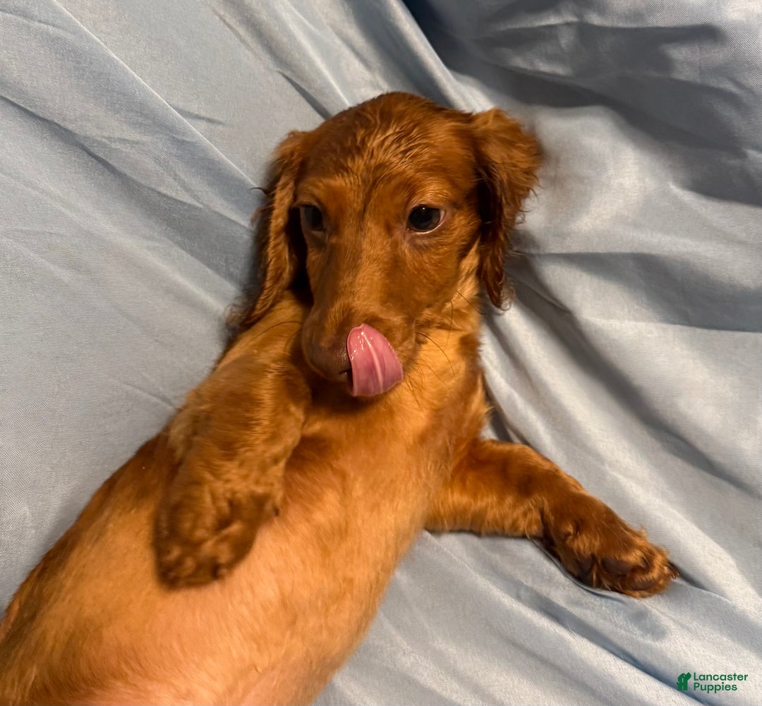 Miniature Dachshund dogs for sale: Sunny - Ad 4