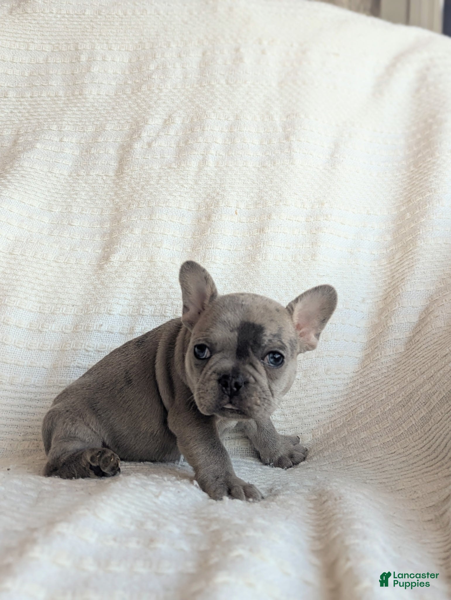 French Bulldog dogs for sale: Marble  - Ad 2