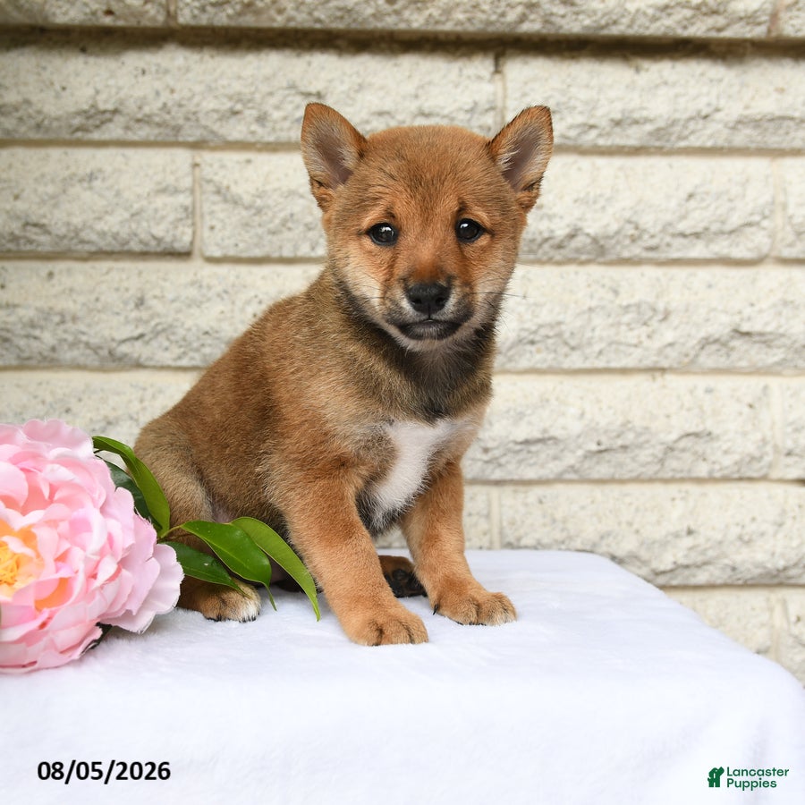 Shiba Inu dogs Russel - Ad 2