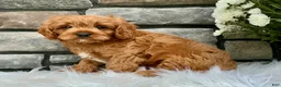 Cavapoo dogs for sale: Henry - Ad 3