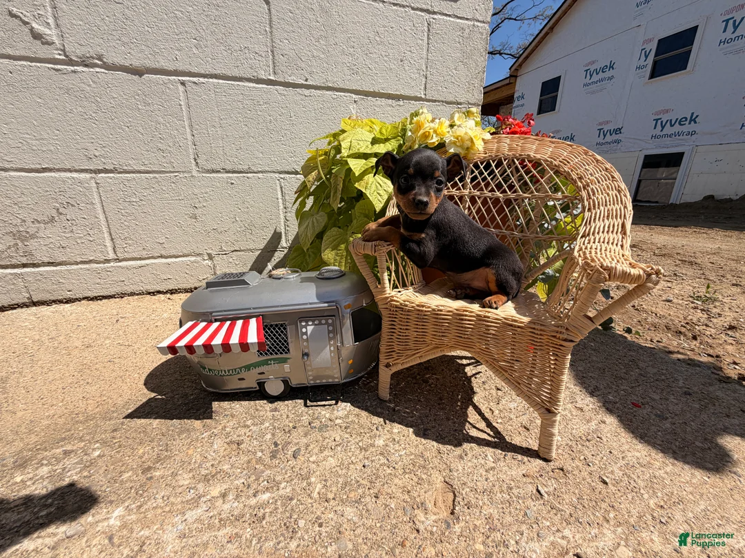 Miniature Pinscher dogs for sale: Jerry - Ad 3