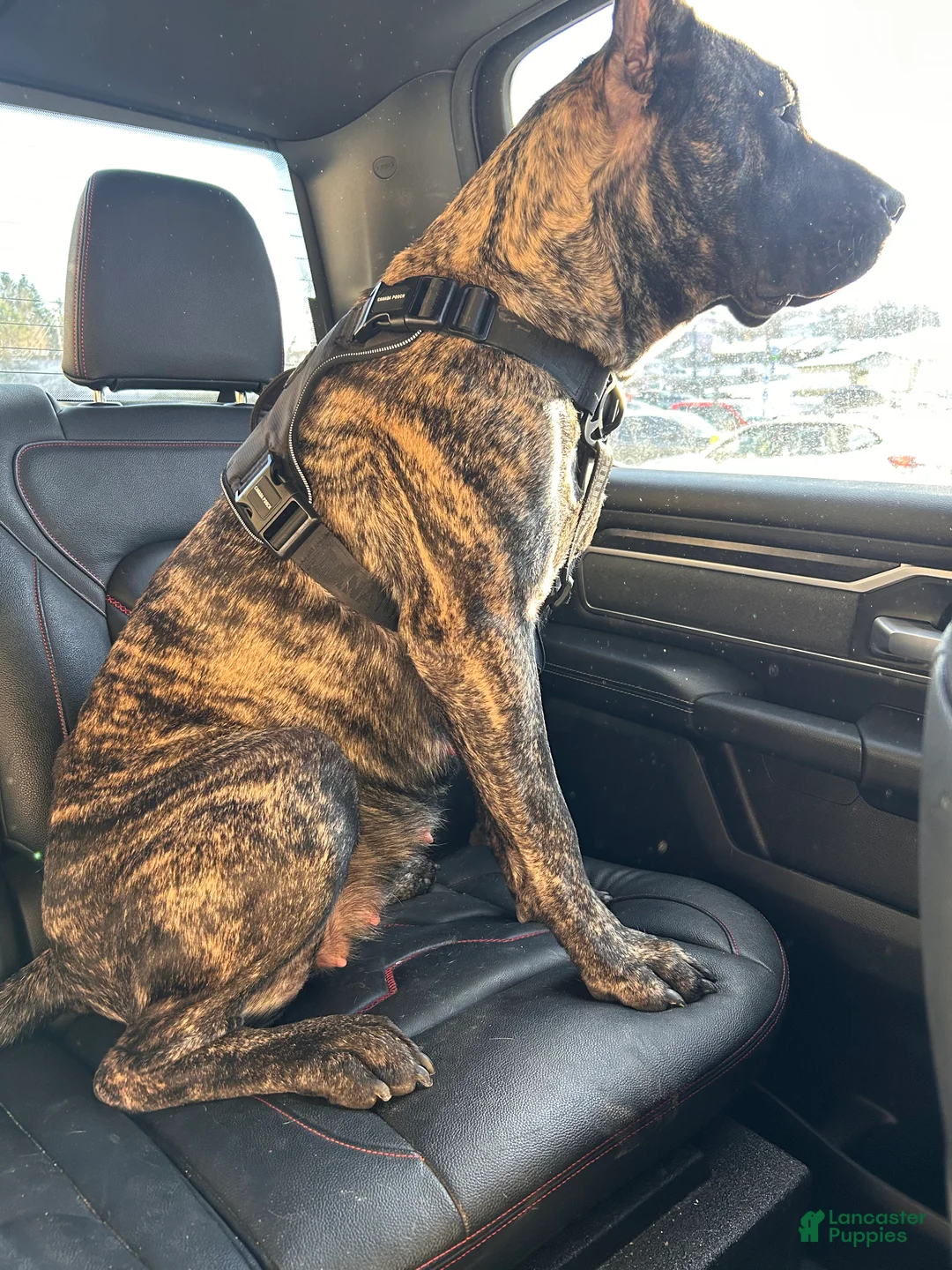 Mixed Breed dogs for sale: Mixed Breed Puppy 2 - Ad 3