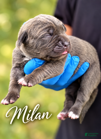 Cane Corso dogs Milan - Ad 1