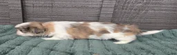 Mixed Breed dogs for sale: Shinese Duke - Ad 3