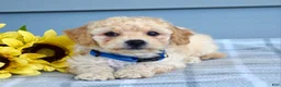 Bichpoo dogs for sale: Sammy - Ad 8