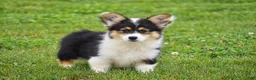 Welsh Corgi Pembroke dogs for sale: Jolene - Ad 3