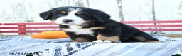 Bernese Mountain Dog dogs for sale: Amber - Ad 3