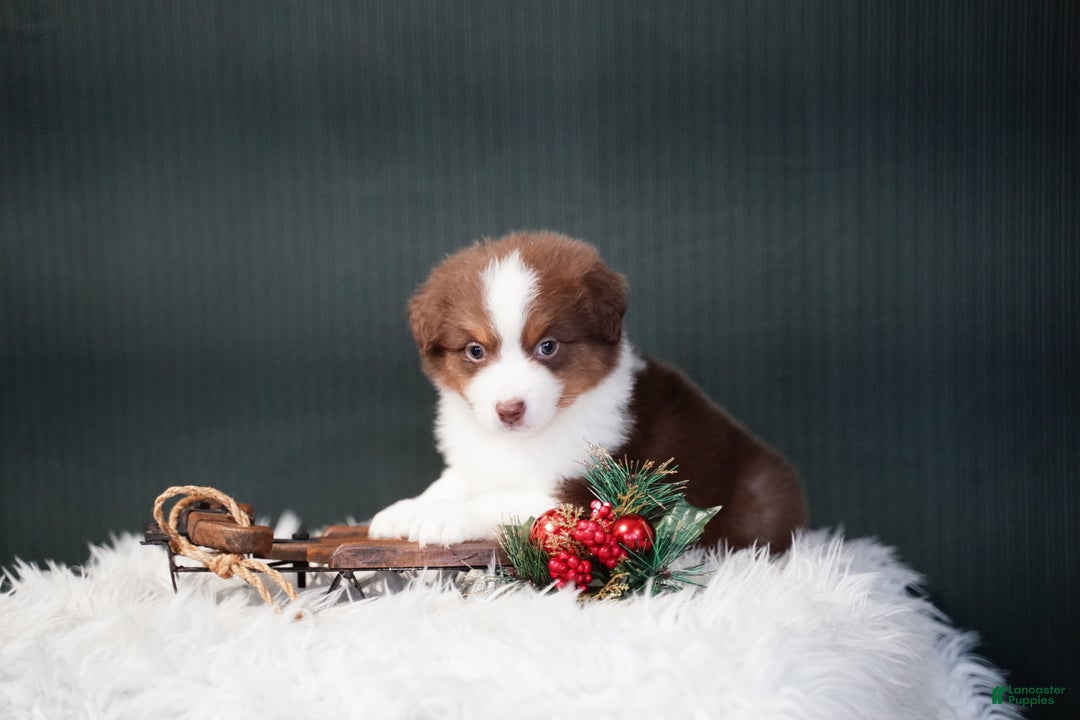 Miniature Australian Shepherd dogs for sale: Barney - Ad 5