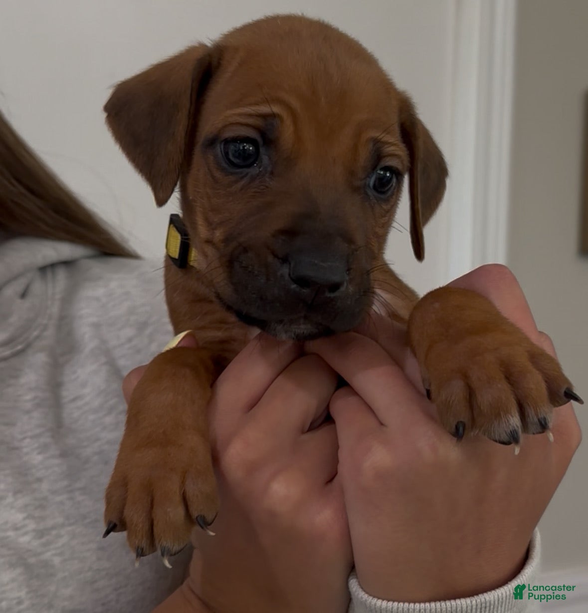 Rhodesian Ridgeback dogs "JAKE" AKC RHODESIAN RIDGEBACK - Ad 1