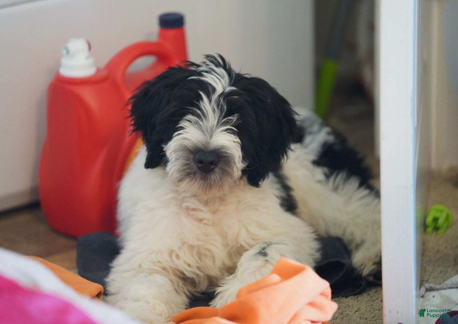 Portuguese Water Dog dogs Kyler - Ad 1