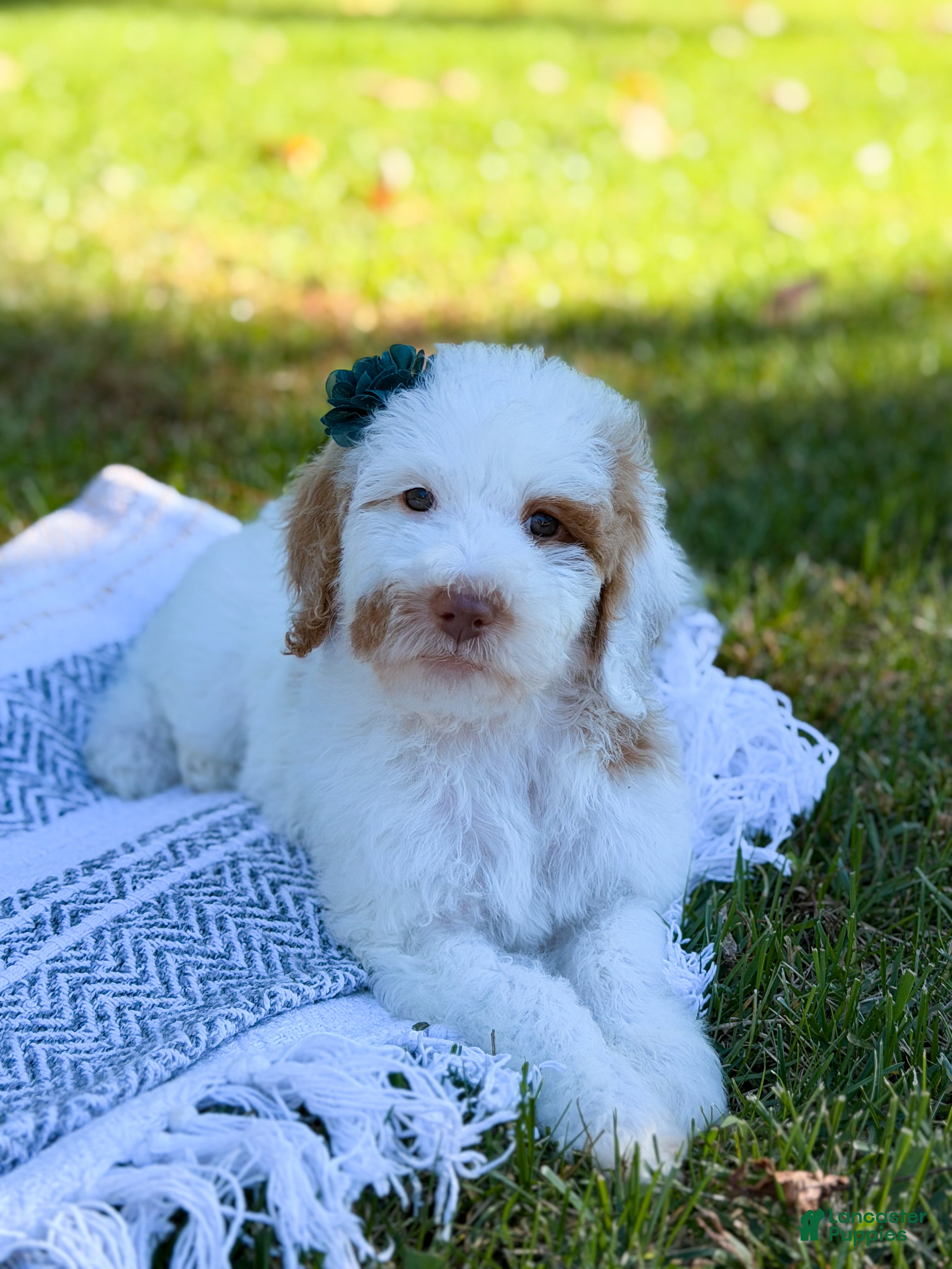 Goldendoodle dogs Hello I’m Wren🎀 - Ad 2