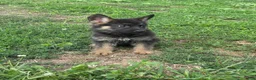 German Shepherd dogs for sale: Rosie - Ad 4