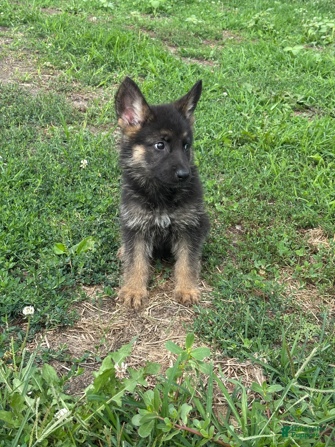 German Shepherd dogs for sale: Rosie - Ad 4