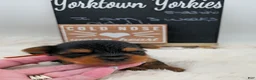 Yorkshire Terrier dogs for sale: Marty - Ad 2