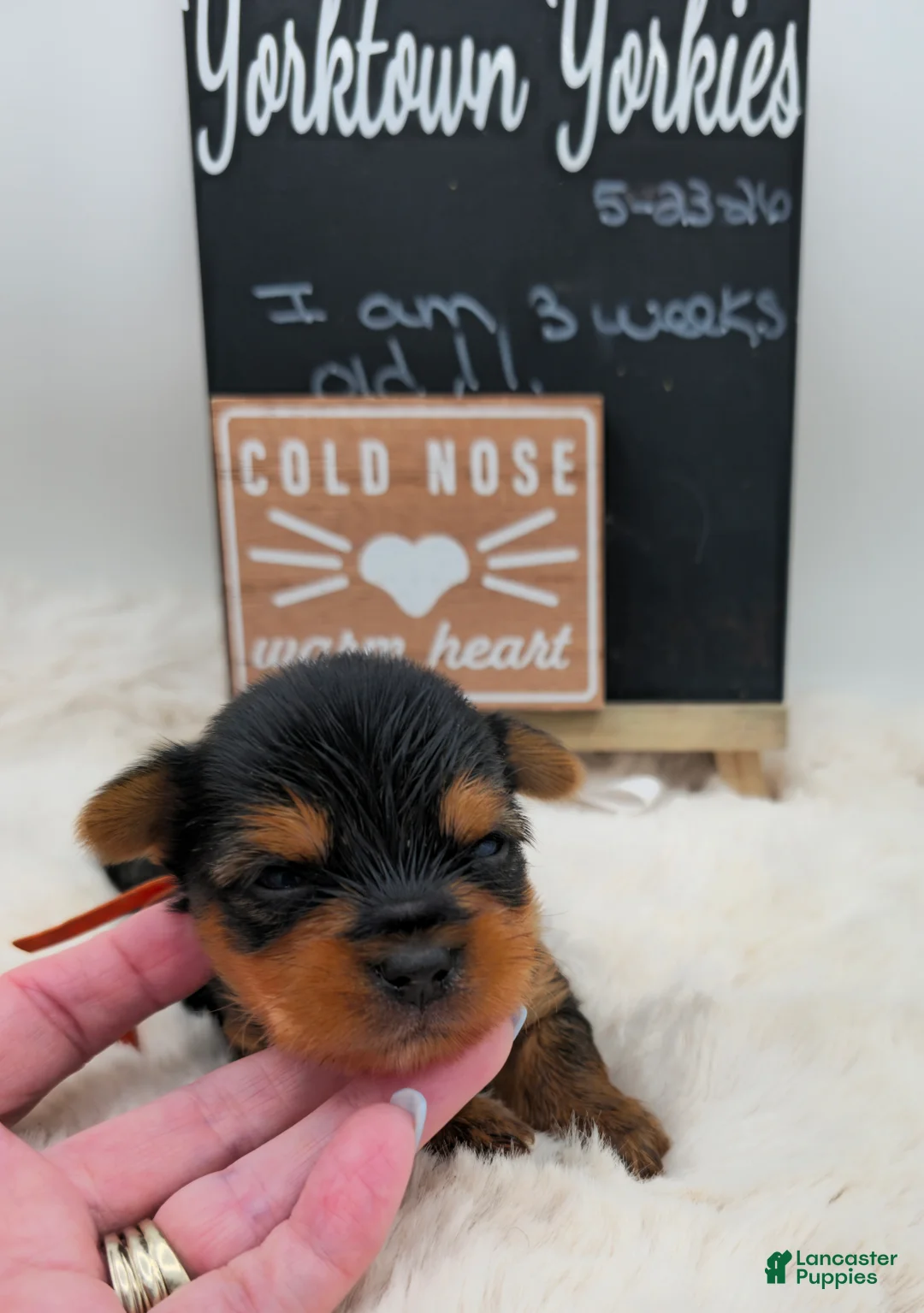 Yorkshire Terrier dogs for sale: Marty - Ad 2
