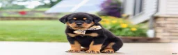 Rottweiler dogs for sale: Diesel - Ad 3