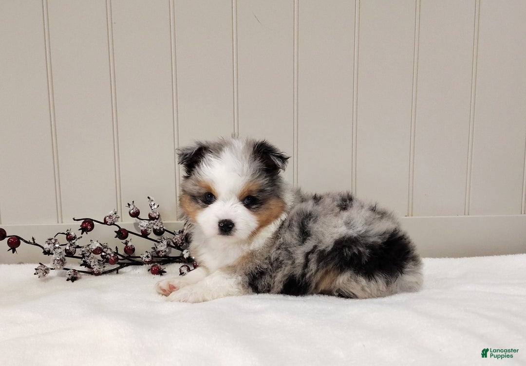 Miniature Australian Shepherd dogs for sale: Miniature Australian Shepherd Puppy 1 - Ad 3