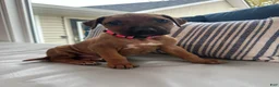 Rhodesian Ridgeback dogs for sale: SOLD “JOJO" AKC RHODESIAN RIDGEBACK - Ad 11