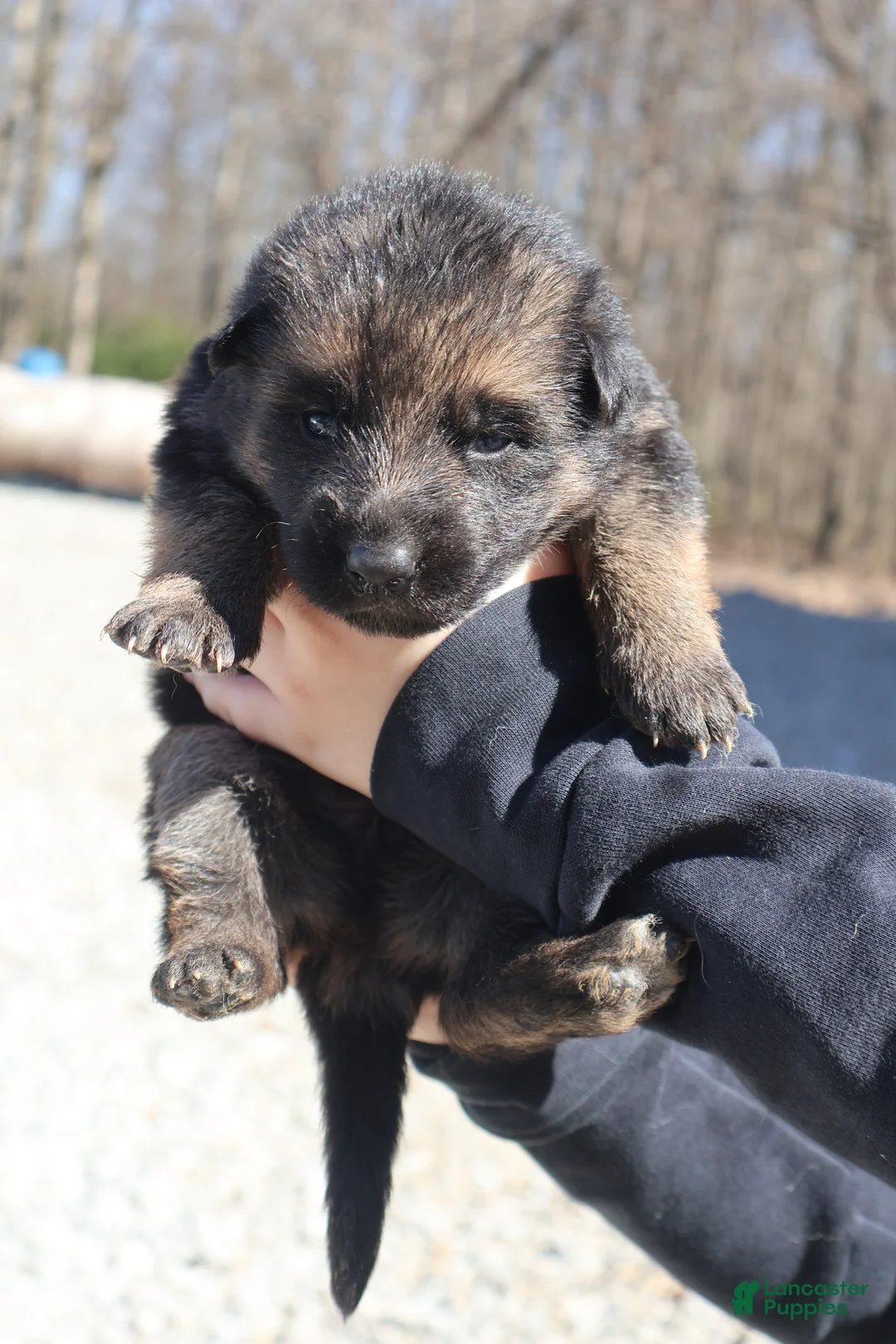 German Shepherd dogs for sale: Rose - Ad 2