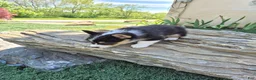 Welsh Corgi Pembroke dogs for sale: Cocoa - Ad 1